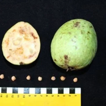 Psidium Oblongatum