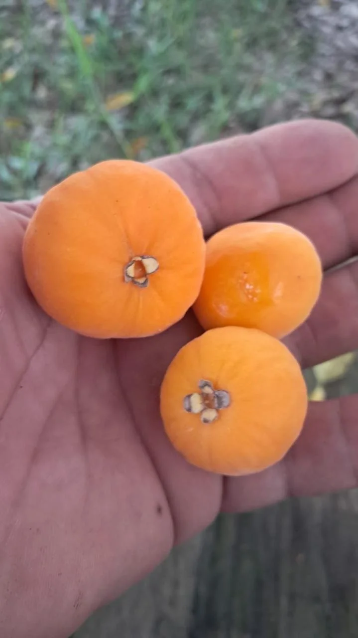 f1a04208-5375-4319-b007-d59bb7cb5d76.jfif