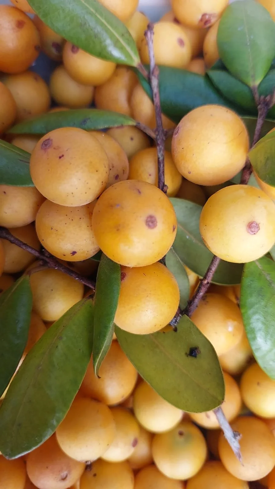 e3da3d68-7ab3-4401-898e-29bc412b2f0d.jfif