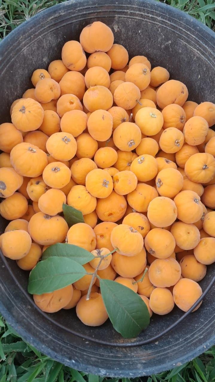 09081cc2-a8d1-4d53-9d84-f6d3d701049e.jfif