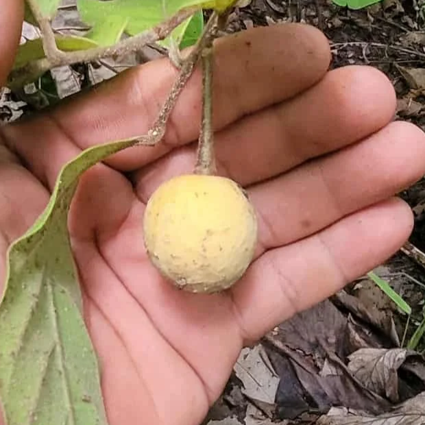 【熱帯果樹】Annona edulis Annona sp. edulis — Bellamy Trees