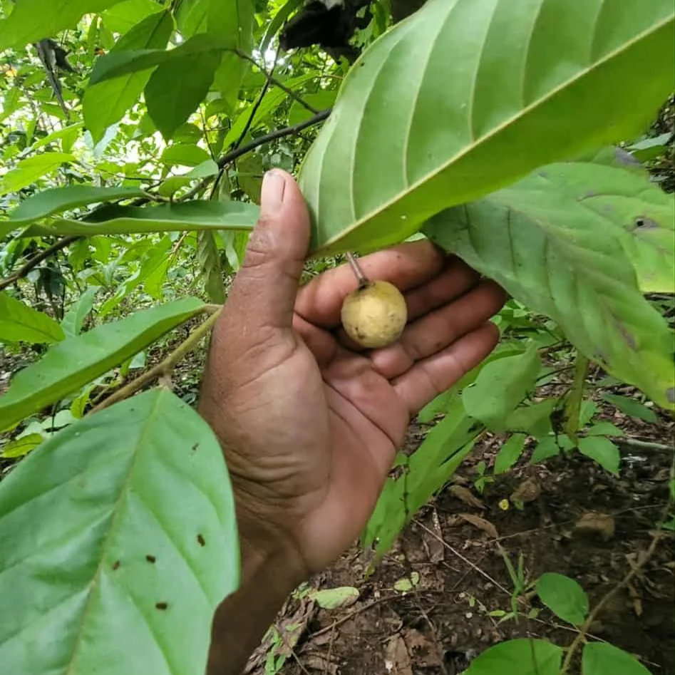 Annona sp. edulis — Bellamy Trees