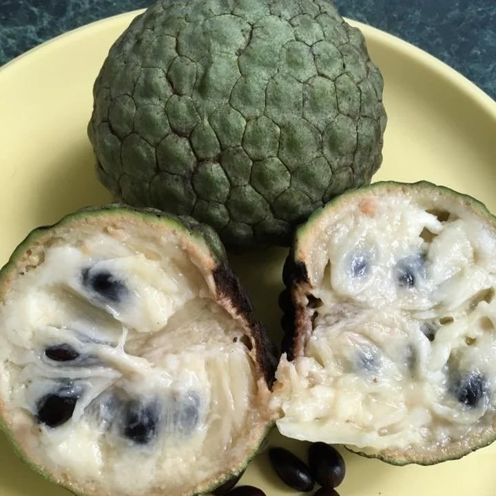 Annonaceae — Seeds Shop — Bellamy Trees