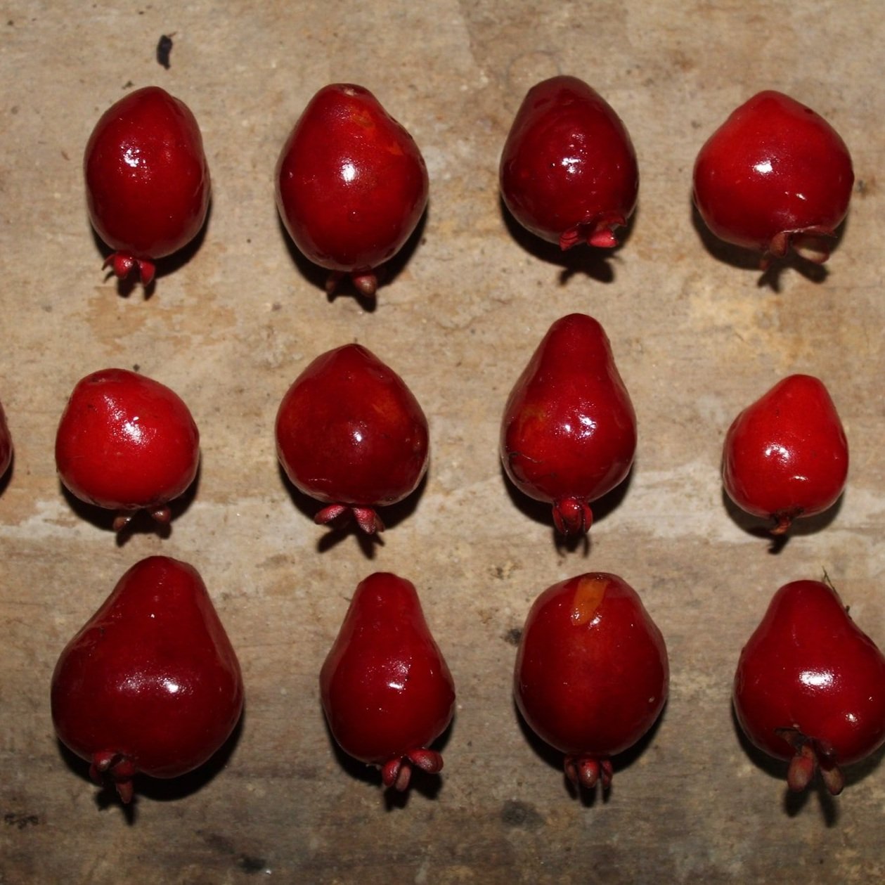 Eugenia+mattosii+-+1.jpg