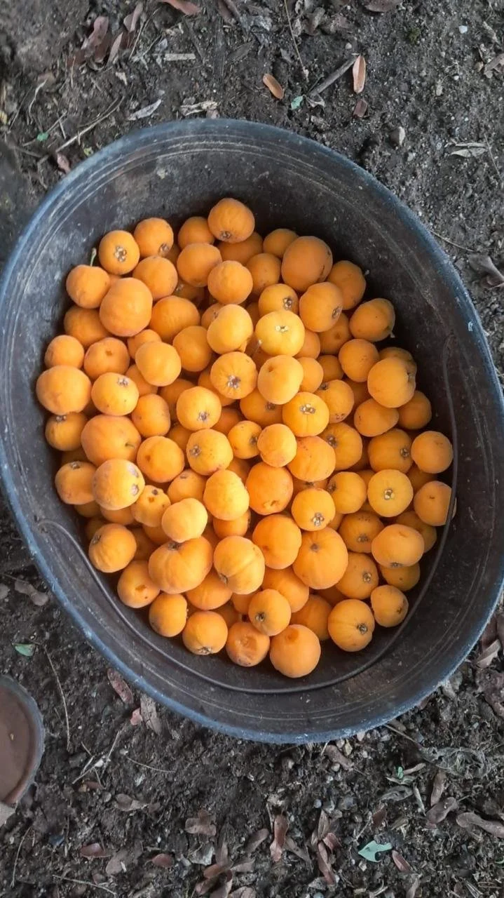 f51bfb9a-d7af-41f8-b2a0-67997805f701.jfif