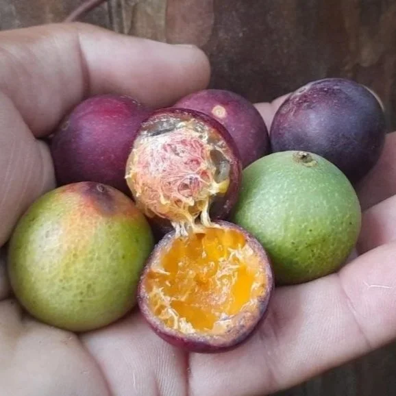 Myrciaria sp Nordestina