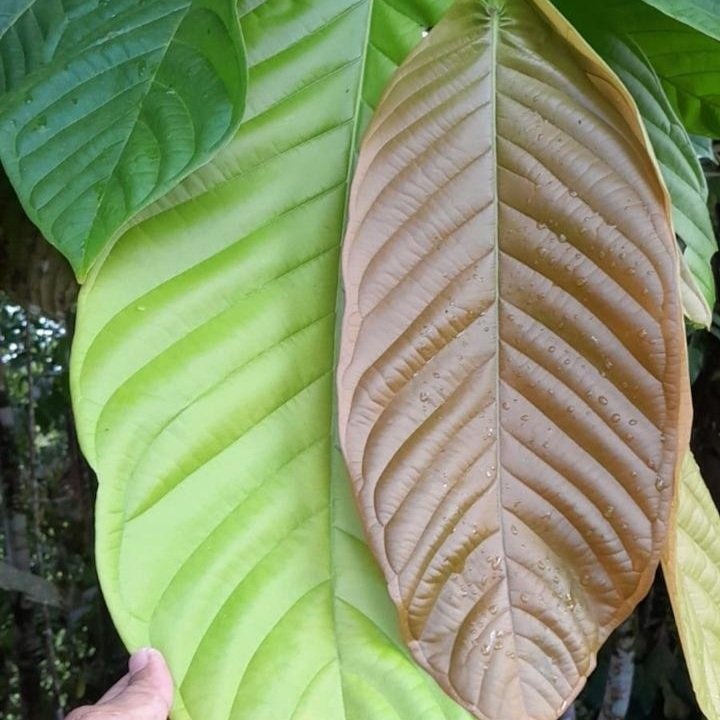 Unonopsis sp. "Colombia"