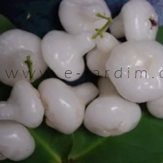 Jambo-Branco-ou-Jambo-Albino-Syzygium-aqueum-3logo.jpg