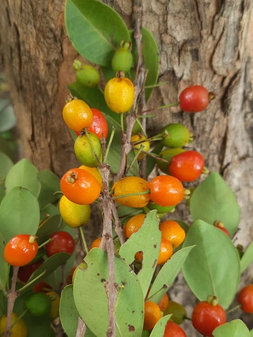Eugenia sp. Restinga