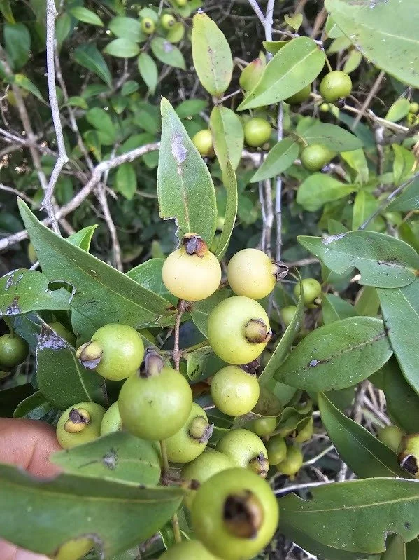Psidium sp. Mini Araca - 10 PACK OF SEEDS