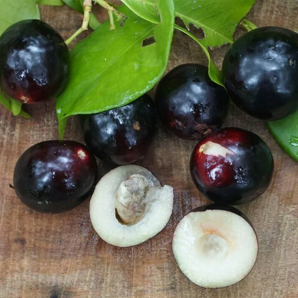 rain-forest-plum-veliyath-gardens_8_1445x.webp