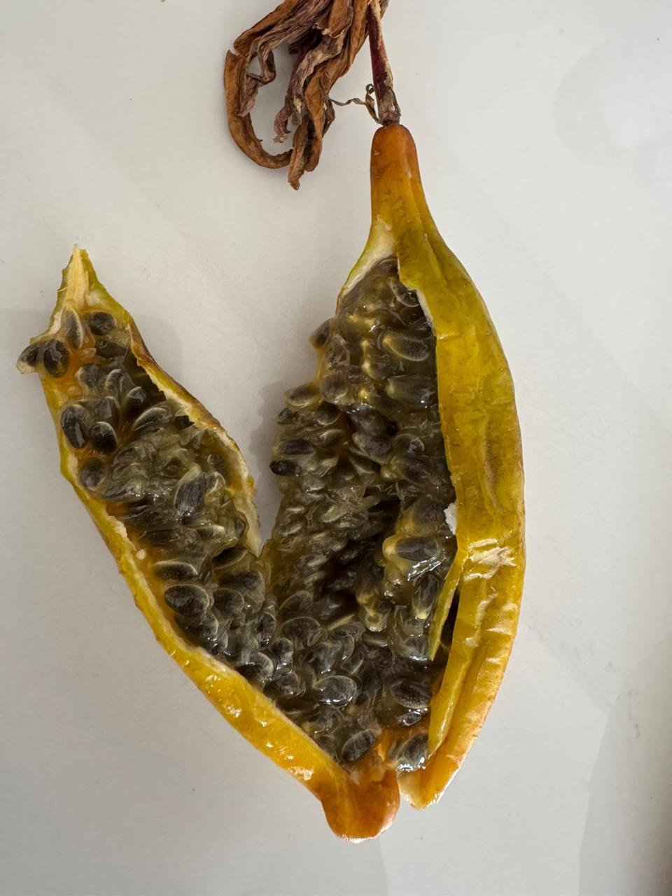 fe060efa-9573-4d20-ad07-a973e4b9794f.jfif