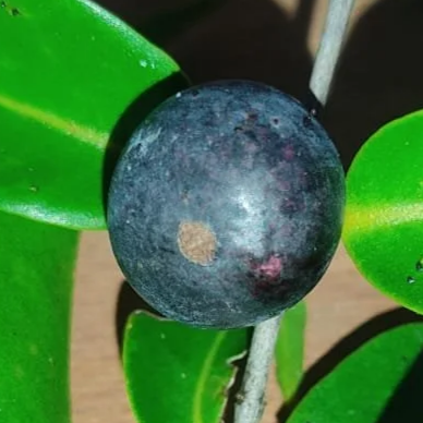 Myrciaria aff. plinioides