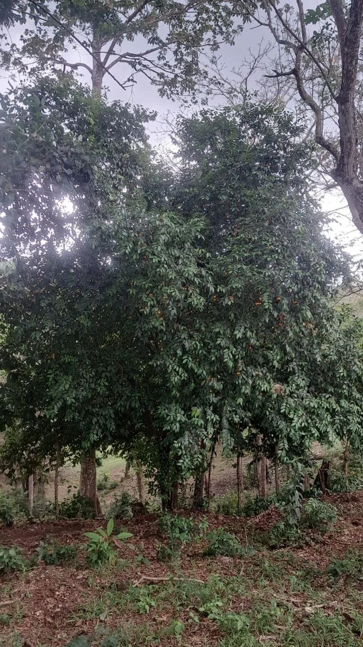 5688f03d-0a29-433a-84a9-98de7123421b.jfif