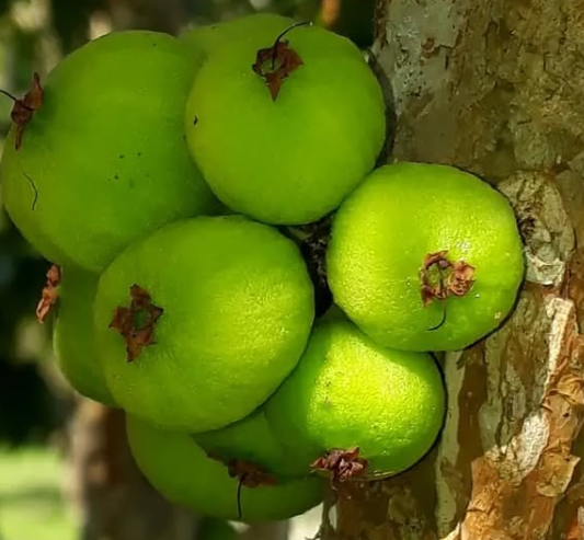 Plinia Aureana - Lemon Grass - Jaboticaba - GERMINATED — Bellamy Trees
