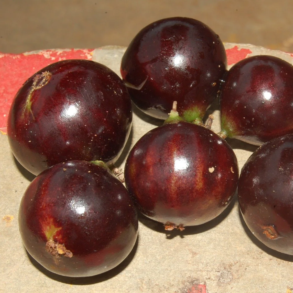 Plinia sp Rajada da Bahia — Bellamy Trees