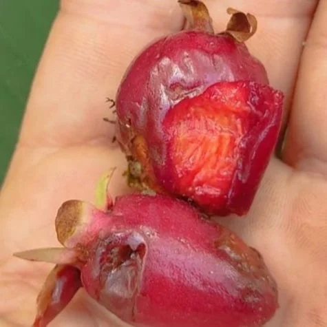 Eugenia CF. Involucrata - GERMINATED