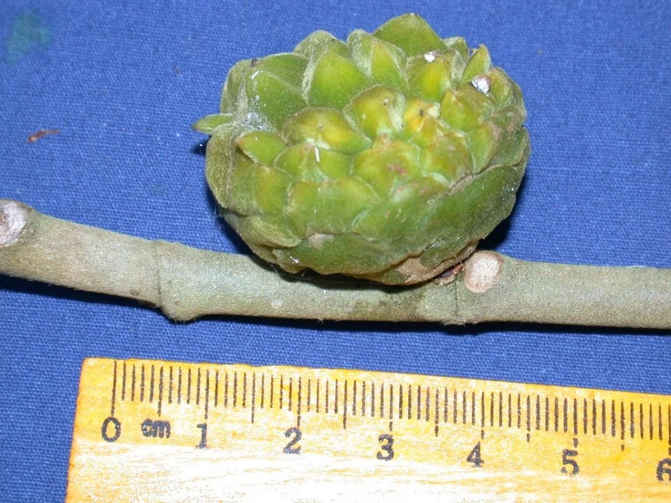 6b63ab62f0043d3b2cb157cf7f5cb7fc70749875_960px.jpg