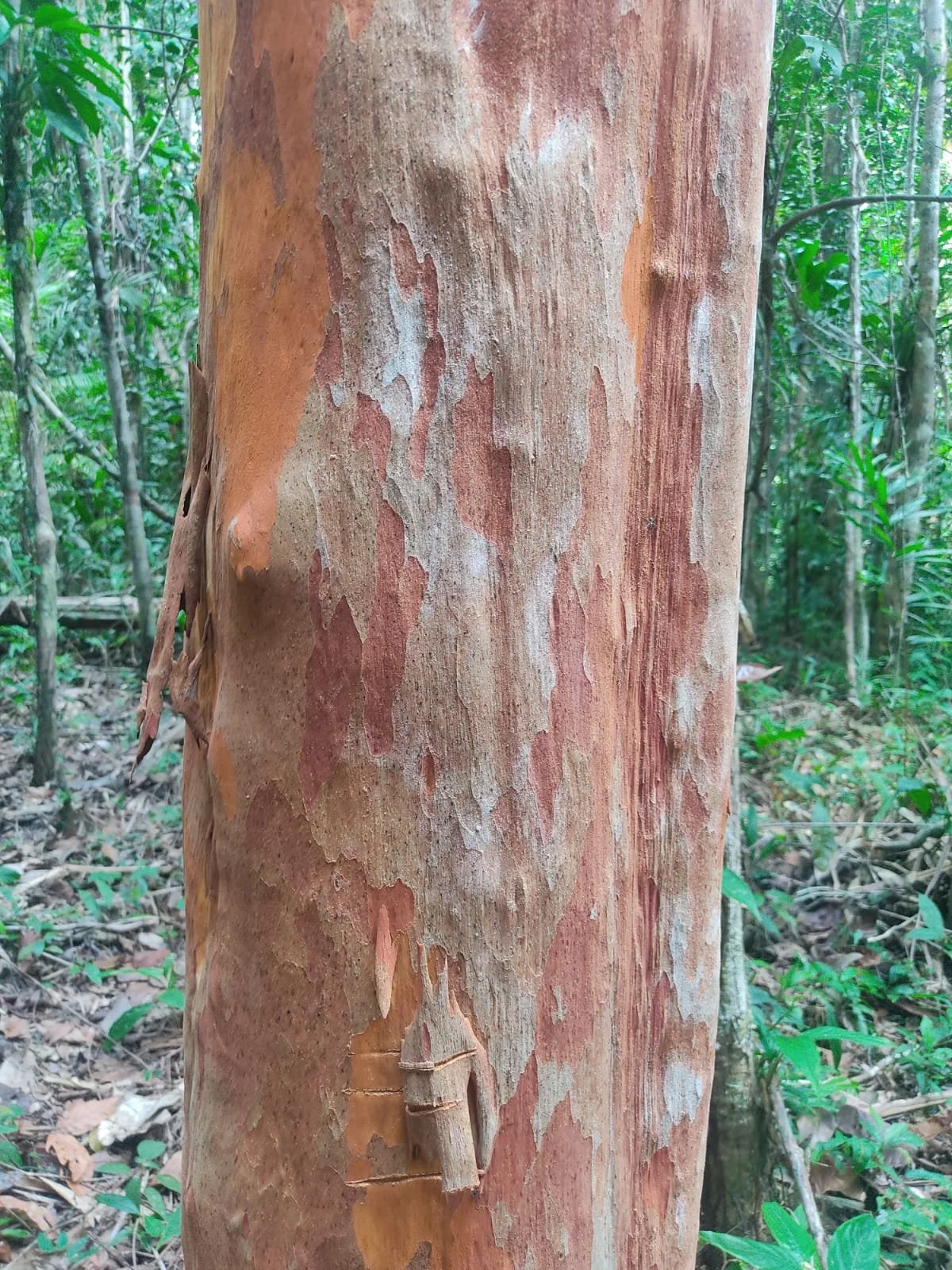 6359776c-931f-4fe5-bc98-db69584c3172.jfif