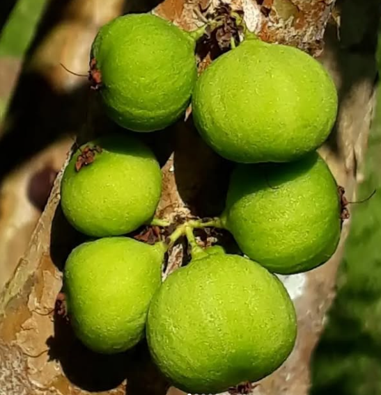 Plinia Aureana - Lemon Grass - Jaboticaba - GERMINATED — Bellamy Trees