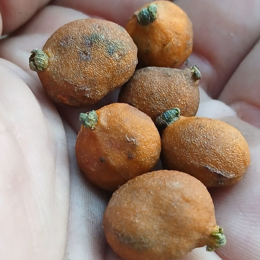 Eugenia sp. NSI