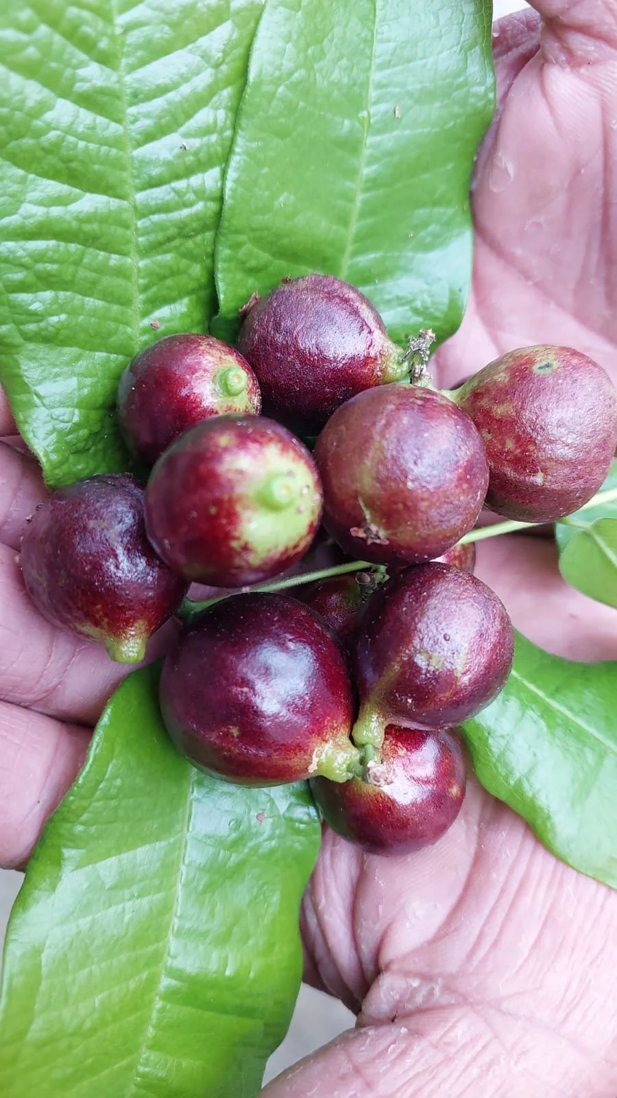 Plinia phitrantha var. jabuticaba‑branca‑vinho “Jumbo”