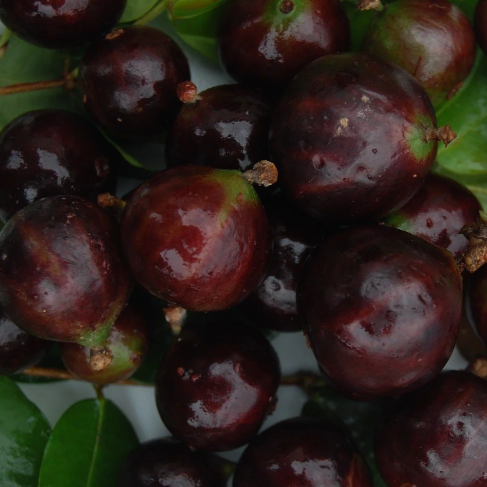 Plinia sp Rajada da Bahia — Bellamy Trees