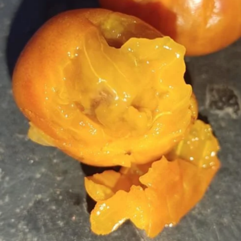 Myrciaria sp. ‘Nara’