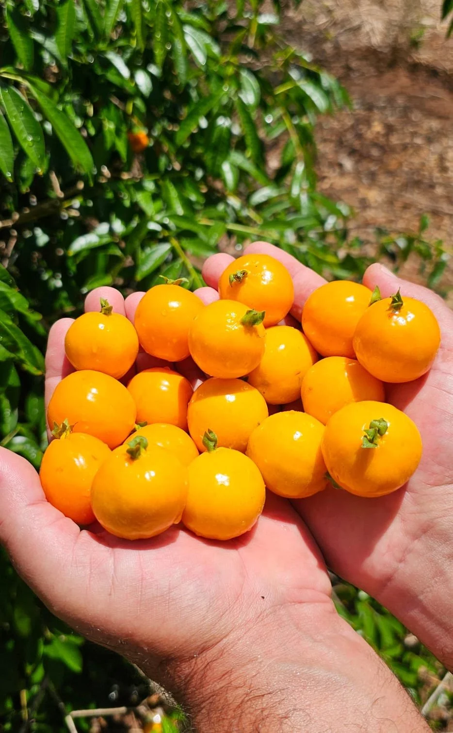 Eugenia heringeriana - GERMINATED