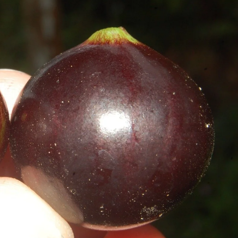 Plinia sp Rajada da Bahia — Bellamy Trees