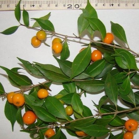 Eugenia Rostrifolia