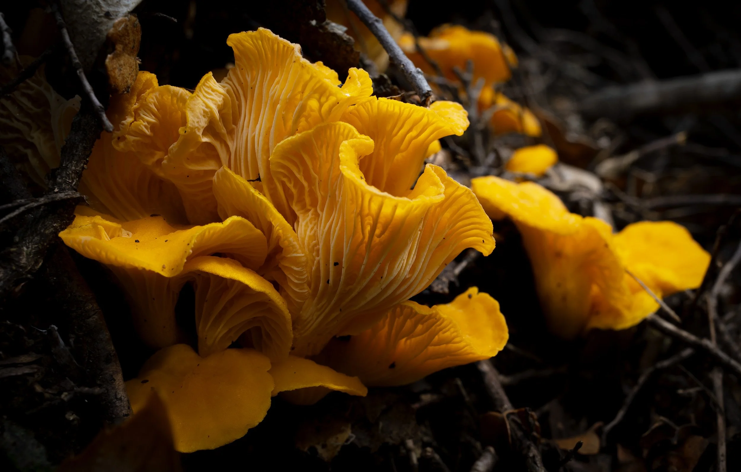 DSC00791.jpg