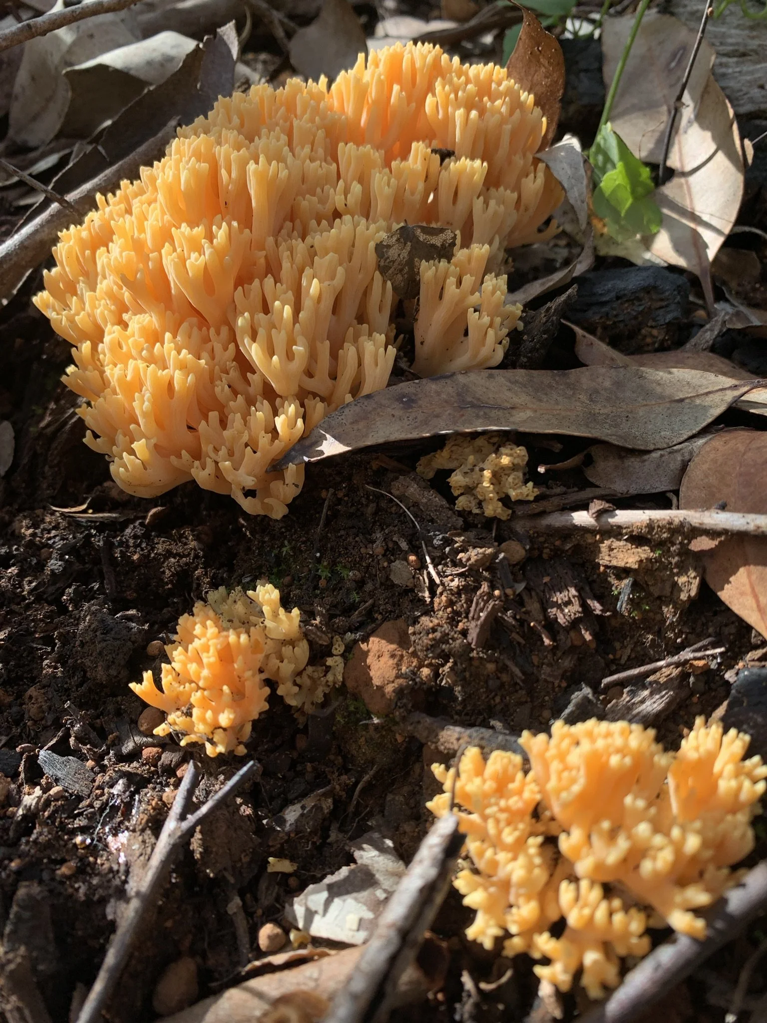 Yellow coral fungus growing on the forest floor among dried leaves and twigs.