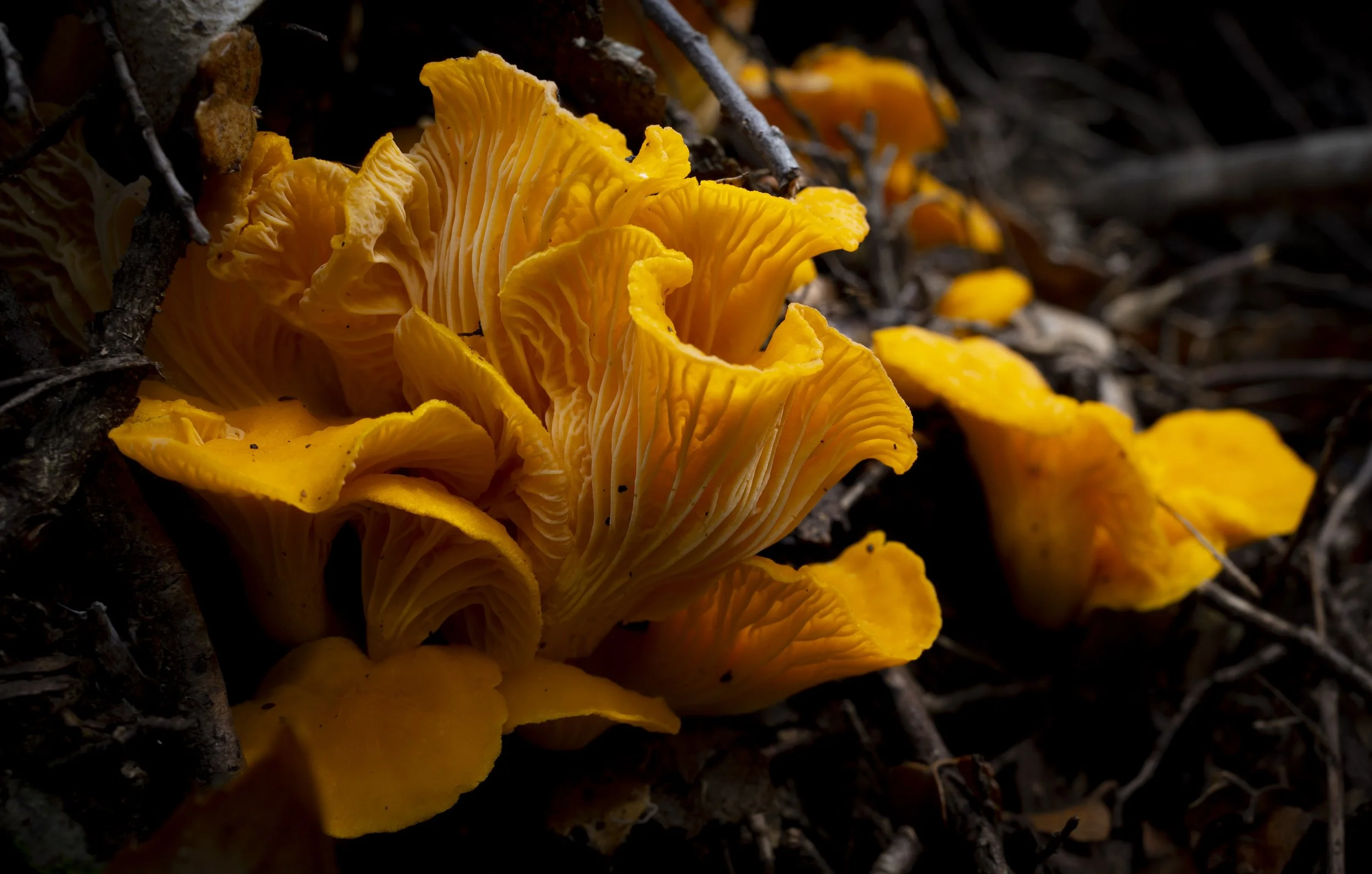 DSC00791.jpg