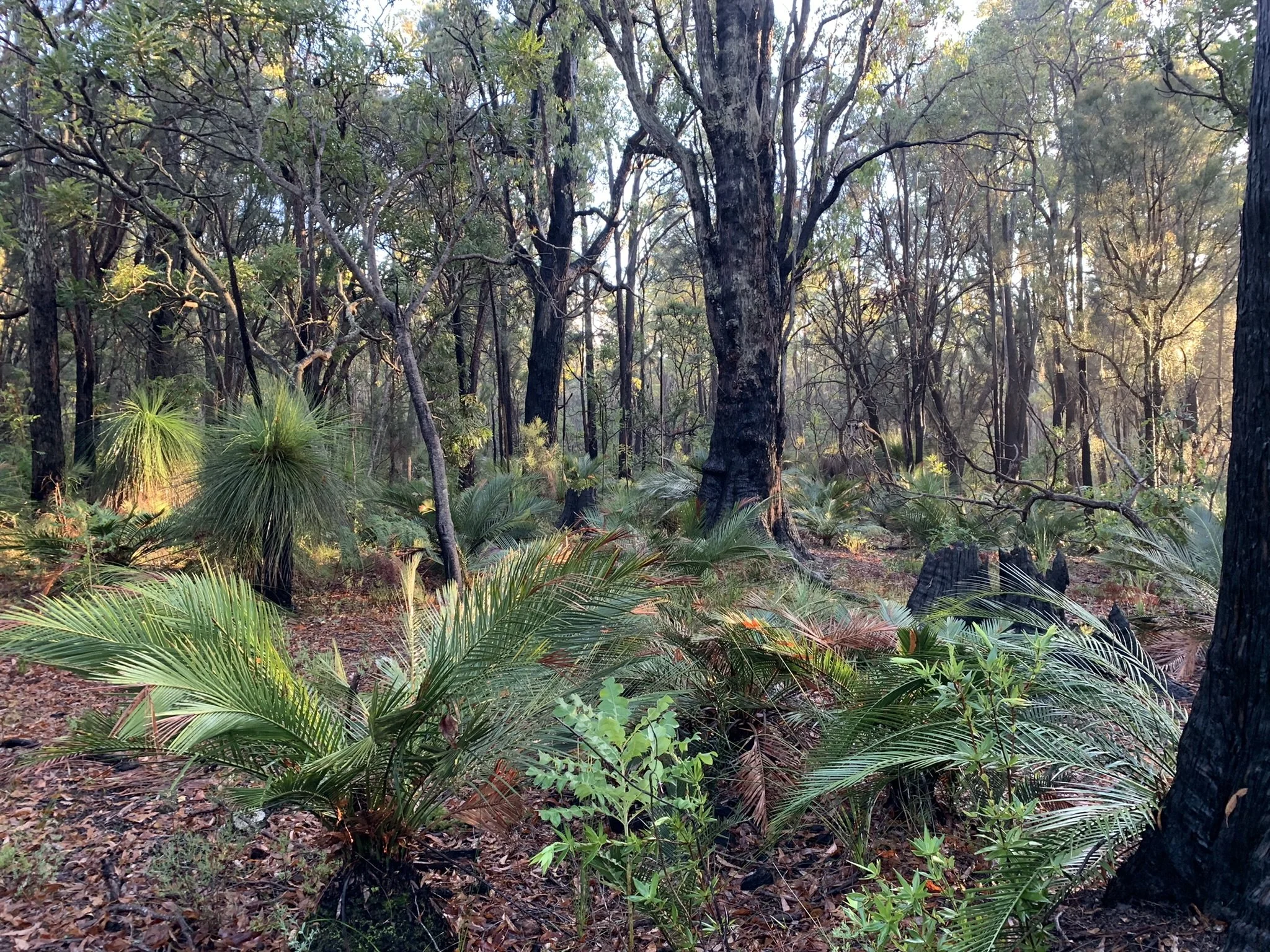 A forest scene with diverse green plants and trees, sunlight filtering through the canopy, and fallen leaves on the ground.