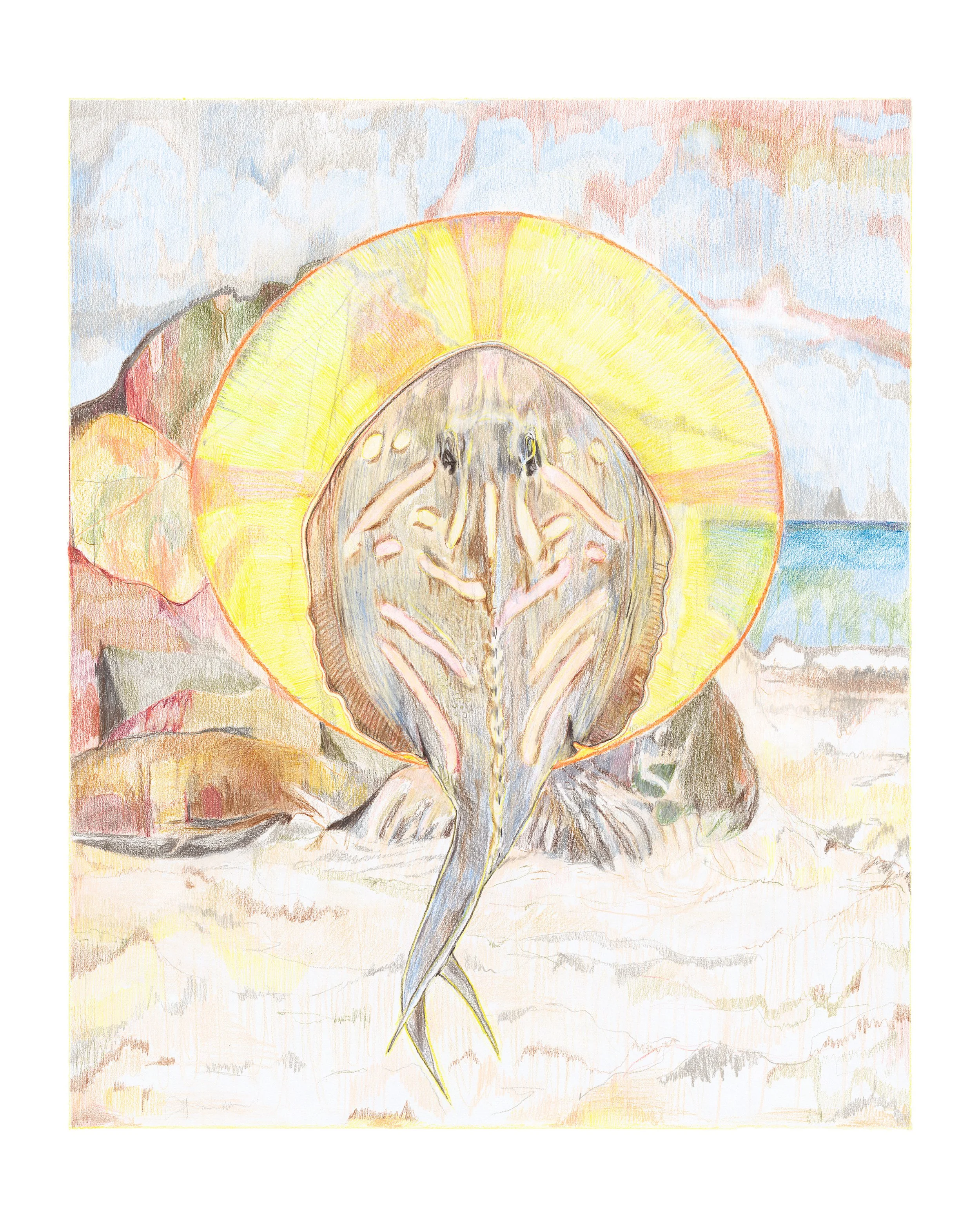 Behold the ray, 2025. Coloured pencil on paper, 70.5 X 88cm.