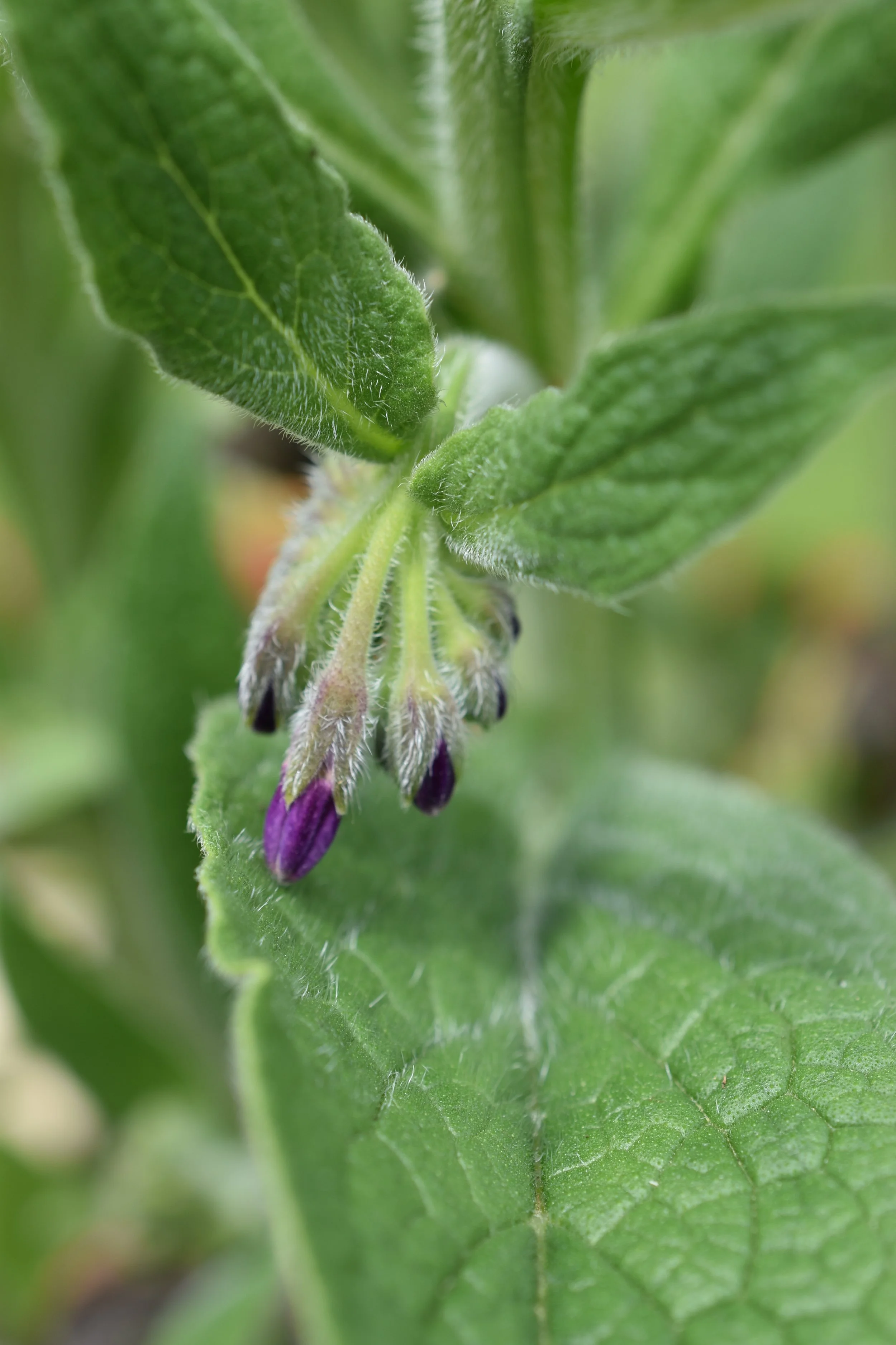Comfrey