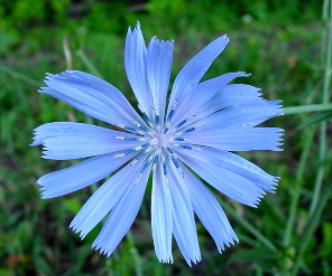 Chicory