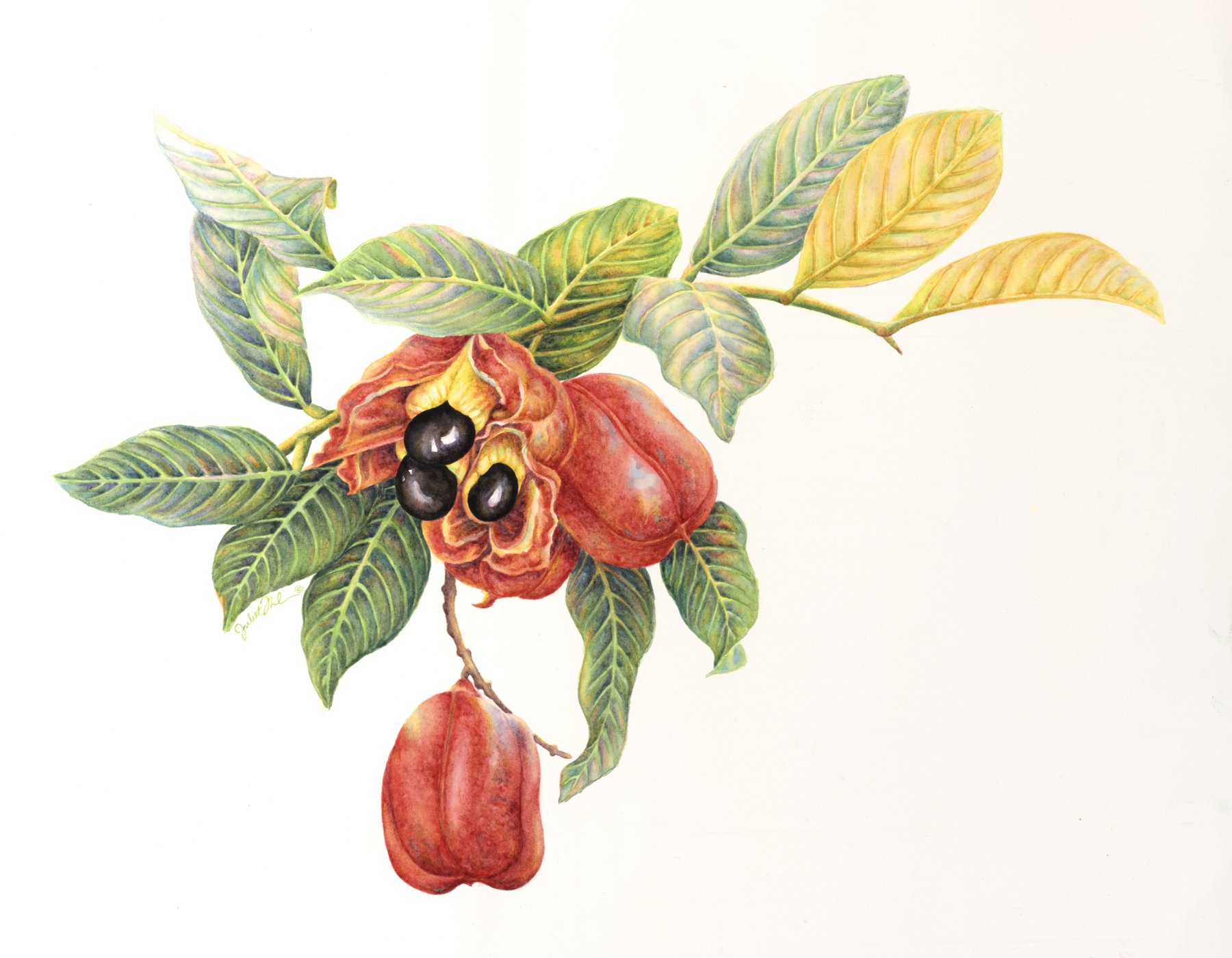 _Ackee & Leaves_ watercolour painting.jpg