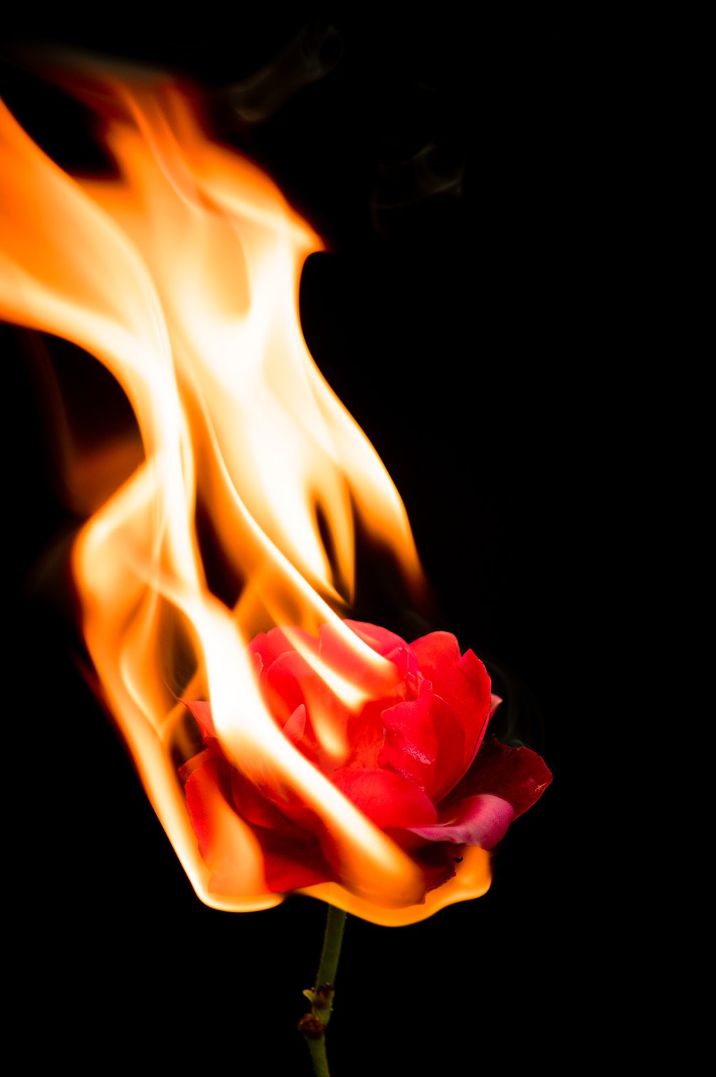 Rose on fire1.jpg