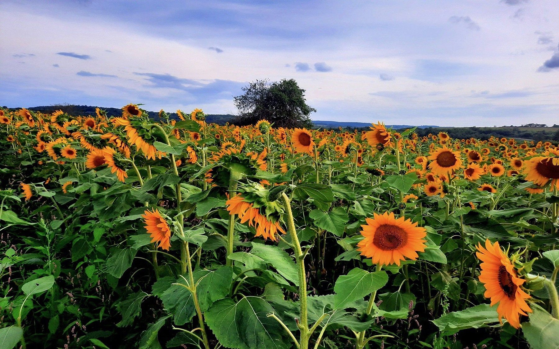 sunflower fields.jpg
