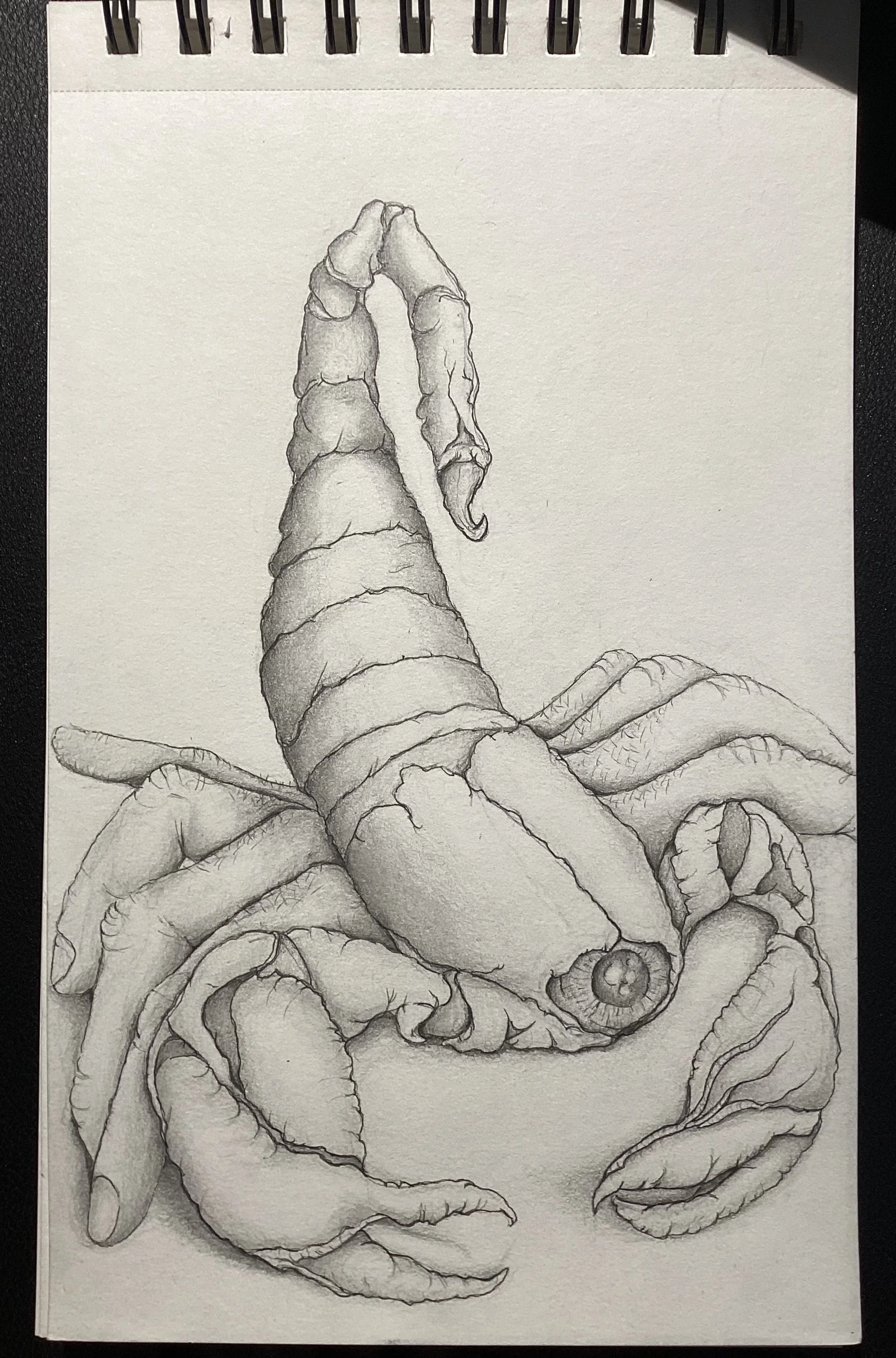  “Shell Type Thing”