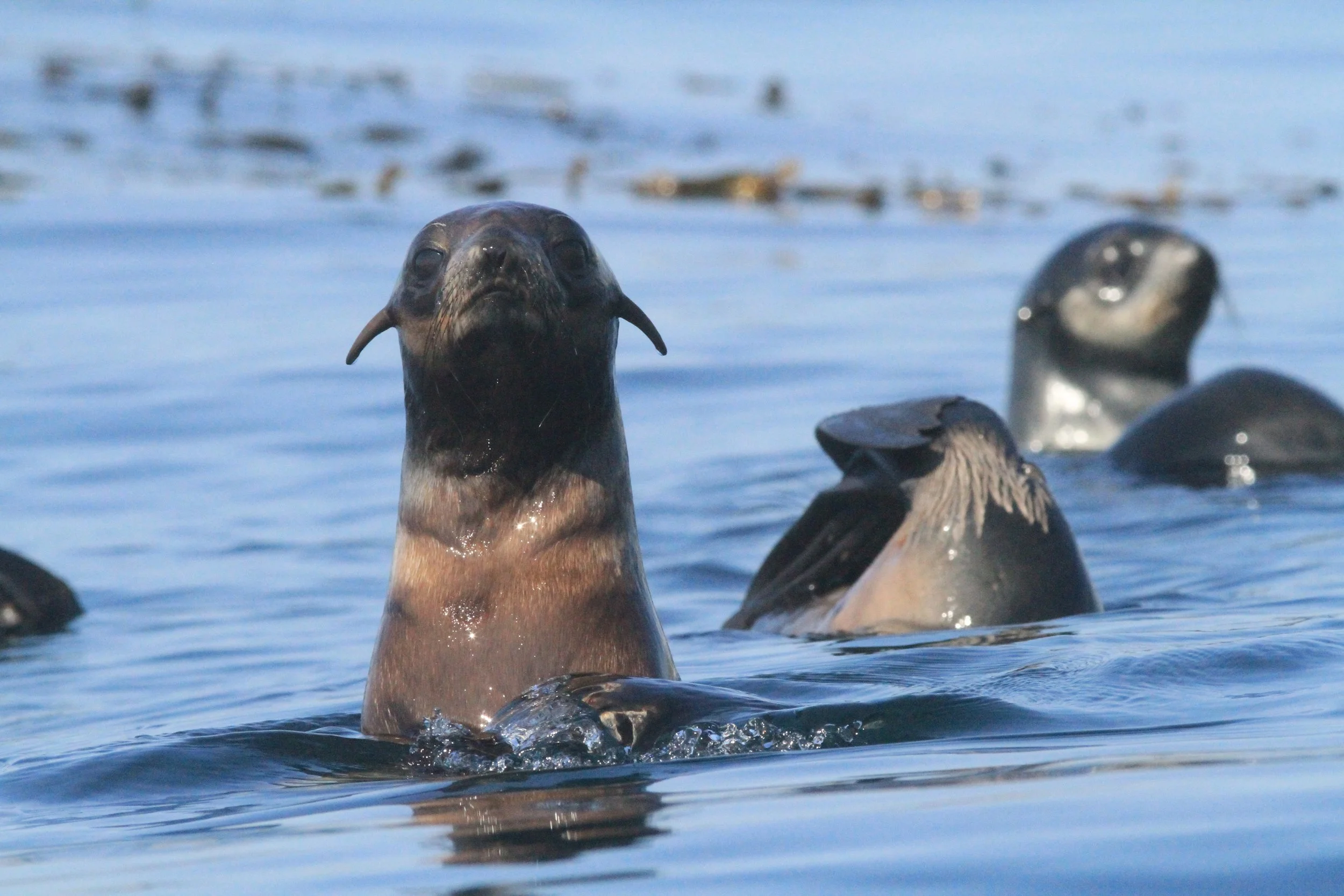 ChuckGraham_NorthernFurSeal_Pup_PtBennett_SMI_IMG027.JPG