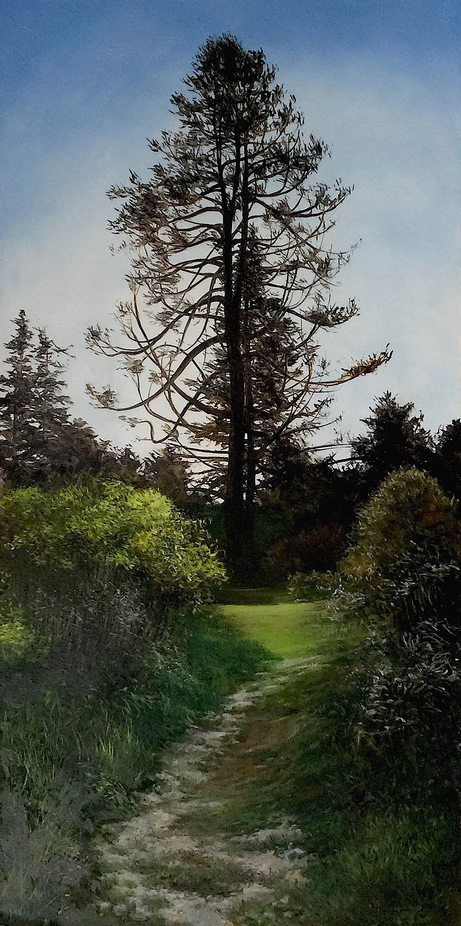 in the conifer path.JPG