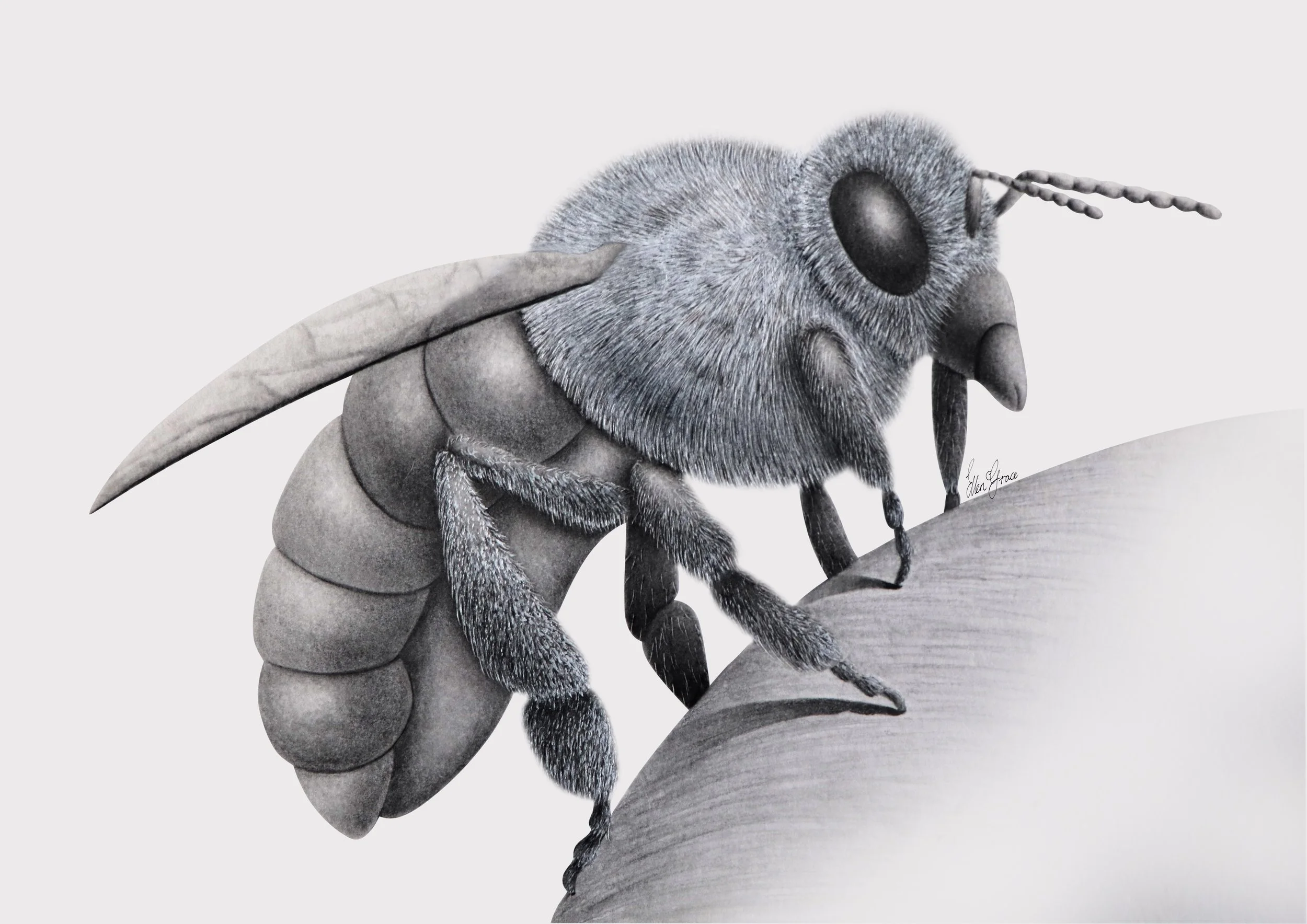 Macro Illustration - Australian Honey Bee