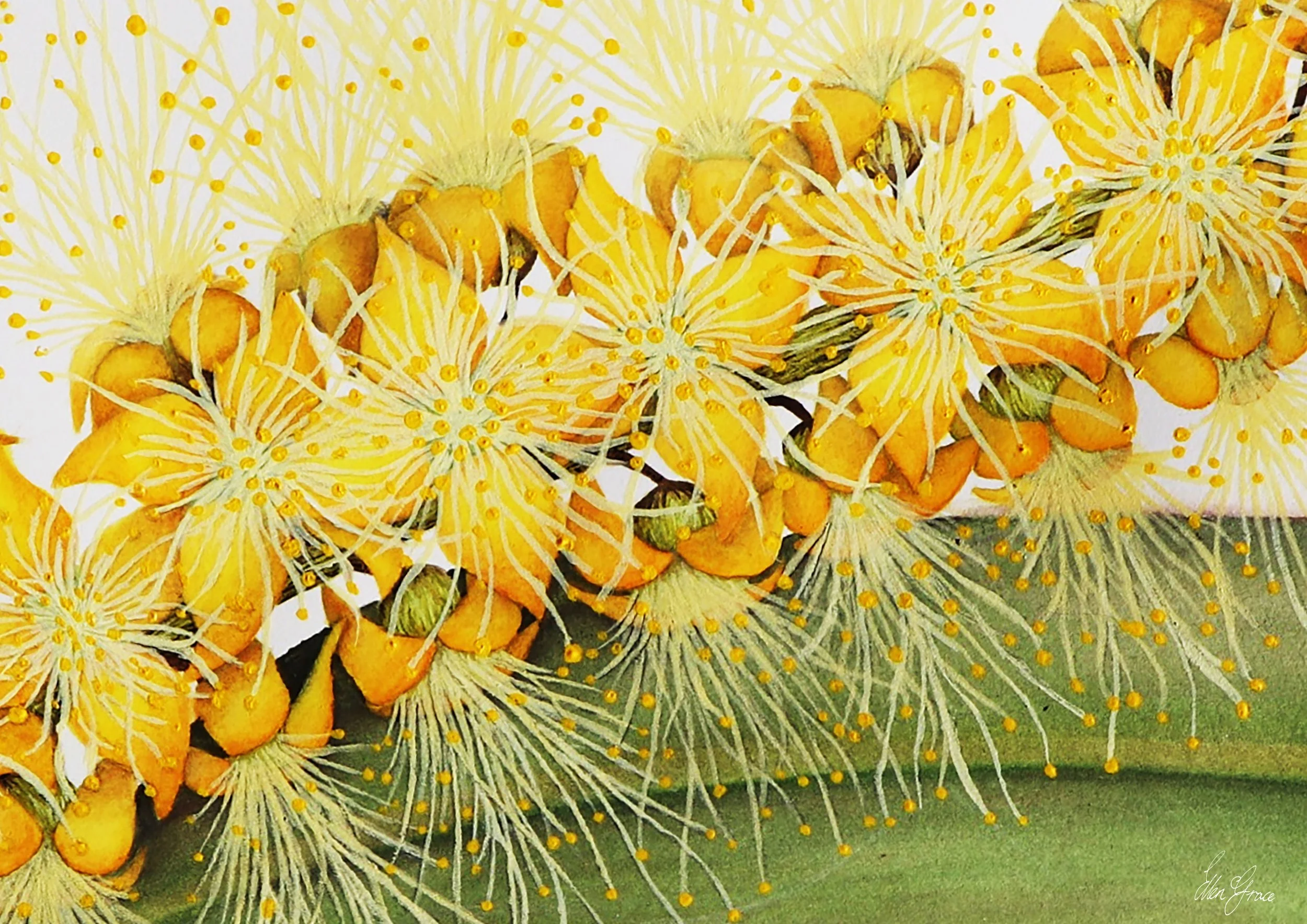 Acacia longifolia - Sydney Golden Wattle