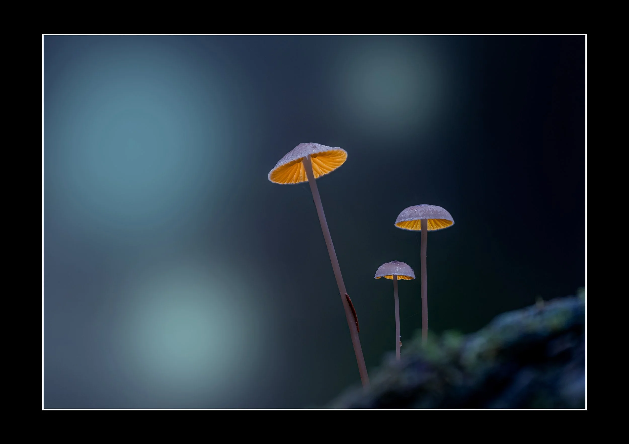 Three glowing mushrooms.jpg