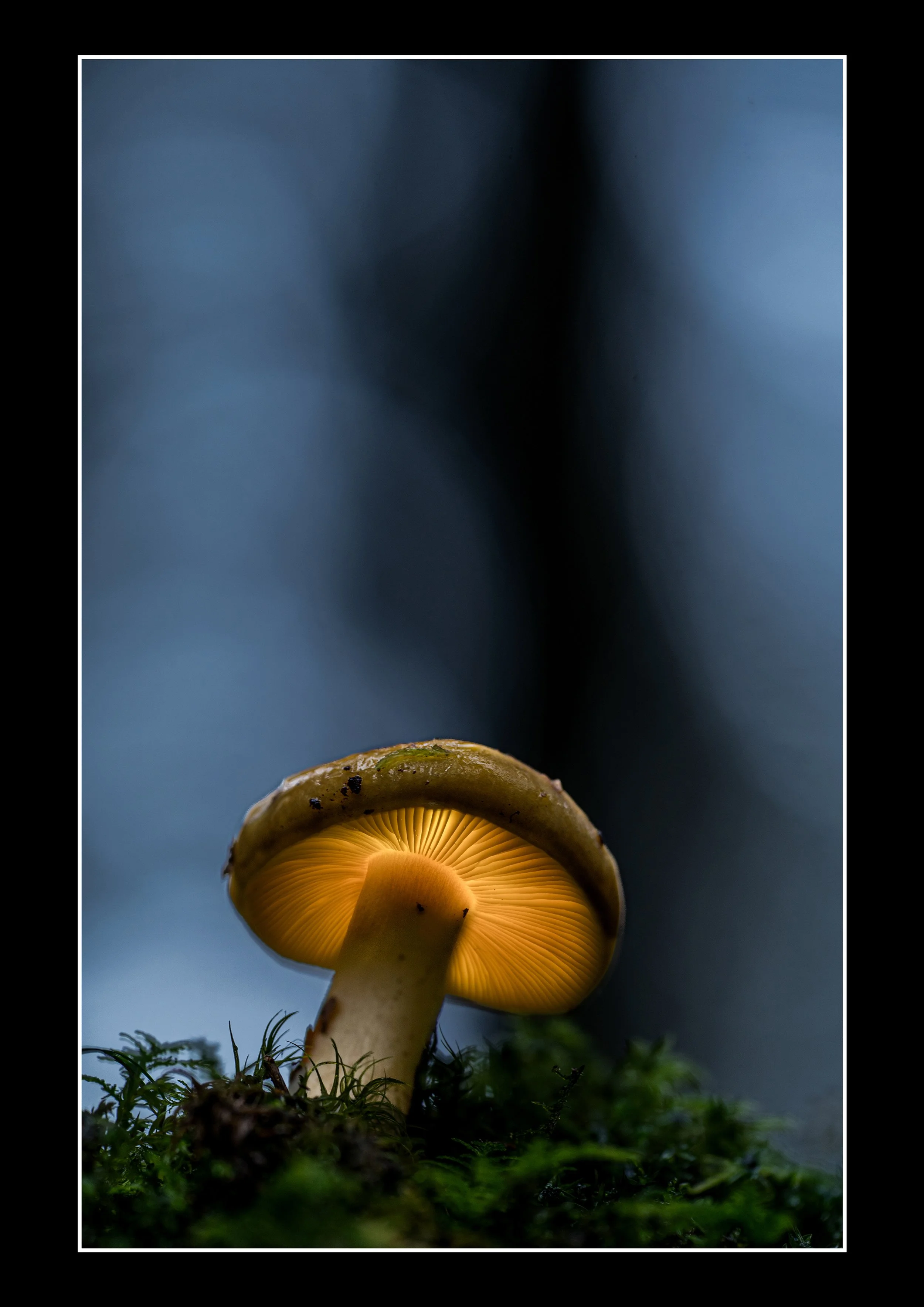 Light in the forest.jpg