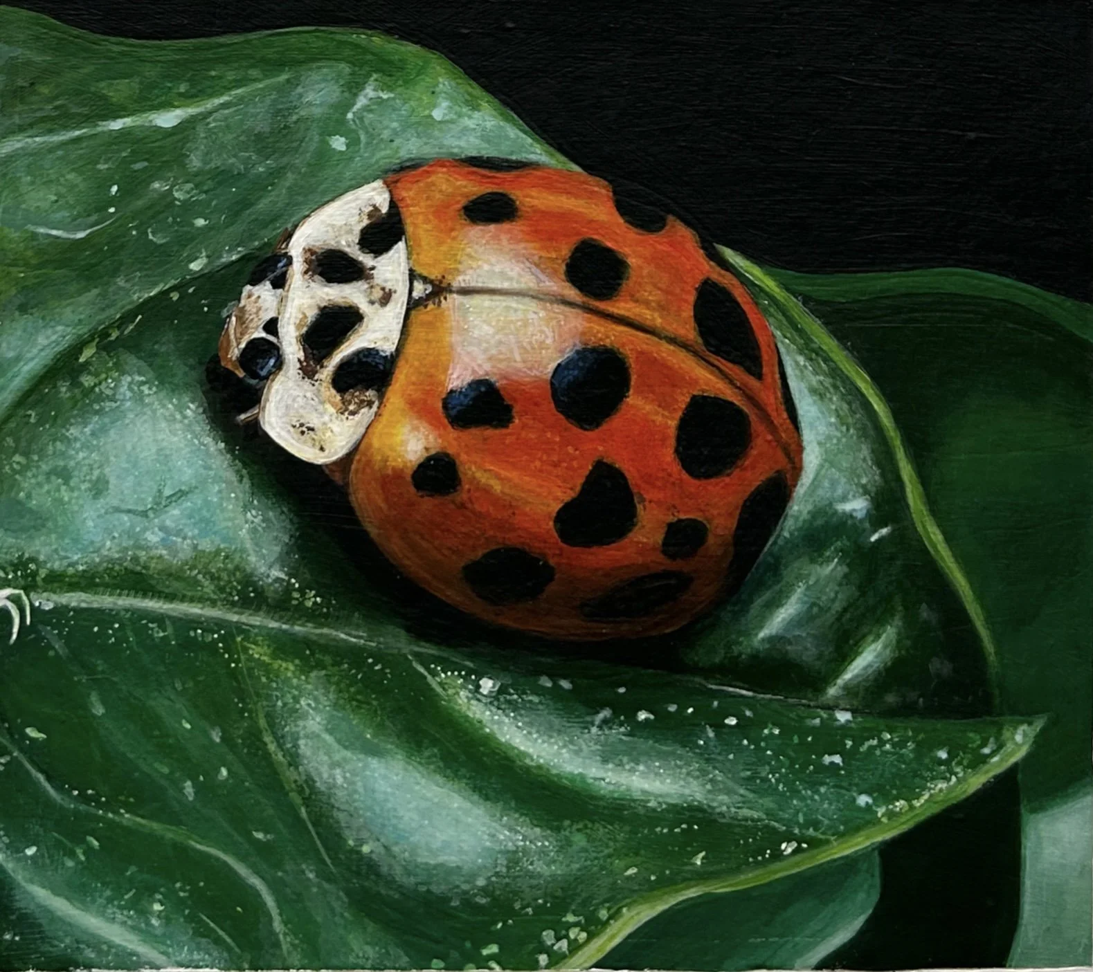  Ladybug on leaf