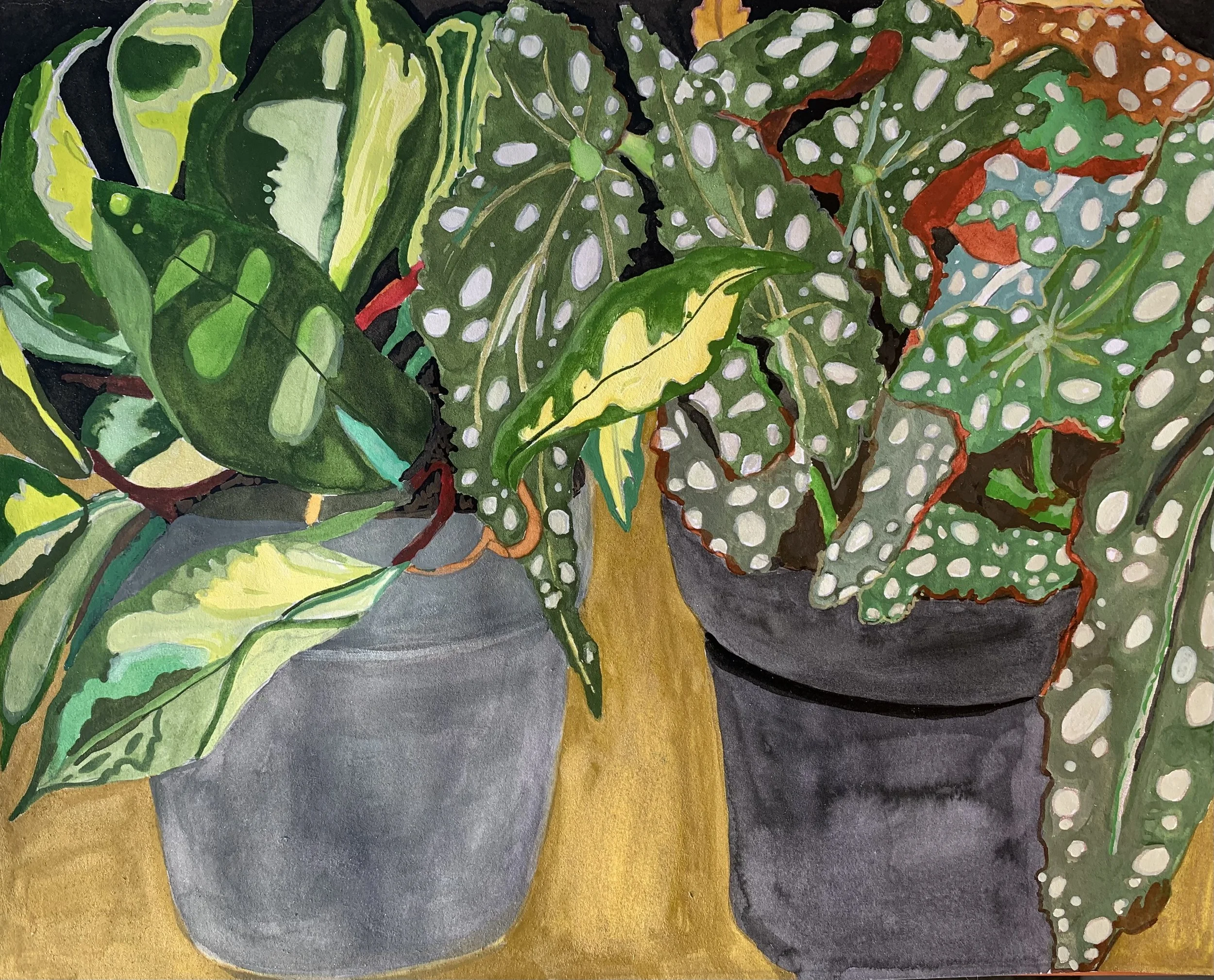  Two Pots, Gulf Stream